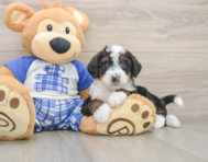6 week old Mini Bernedoodle Puppy For Sale - Seaside Pups