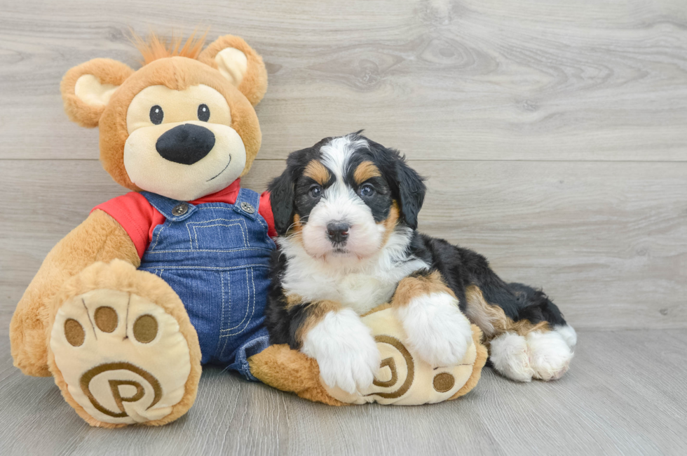 5 week old Mini Bernedoodle Puppy For Sale - Seaside Pups