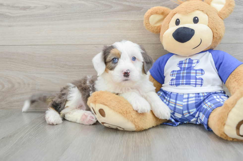 7 week old Mini Bernedoodle Puppy For Sale - Seaside Pups