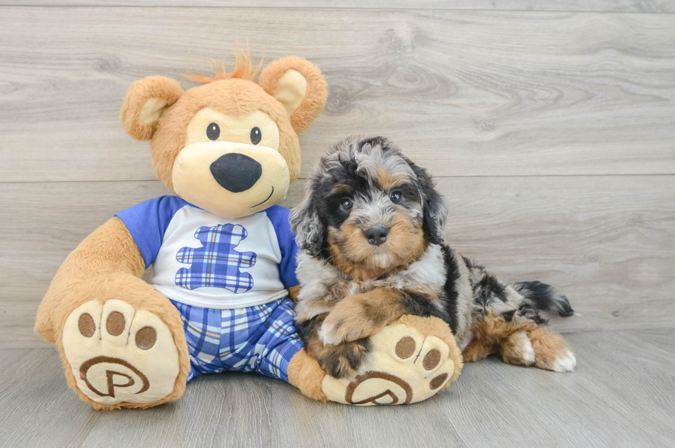 6 week old Mini Bernedoodle Puppy For Sale - Seaside Pups