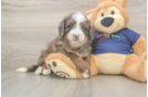 Smart Mini Bernedoodle Poodle Mix Pup