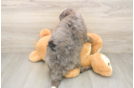 Mini Bernedoodle Puppy for Adoption