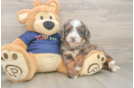 Energetic Mini Bernesedoodle Poodle Mix Puppy
