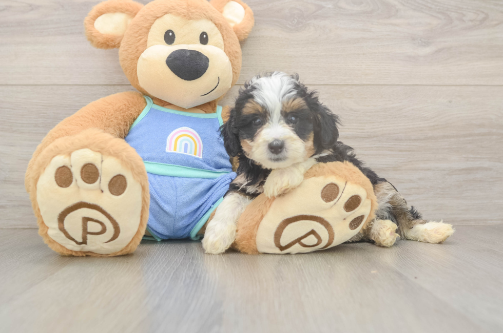 5 week old Mini Bernedoodle Puppy For Sale - Seaside Pups