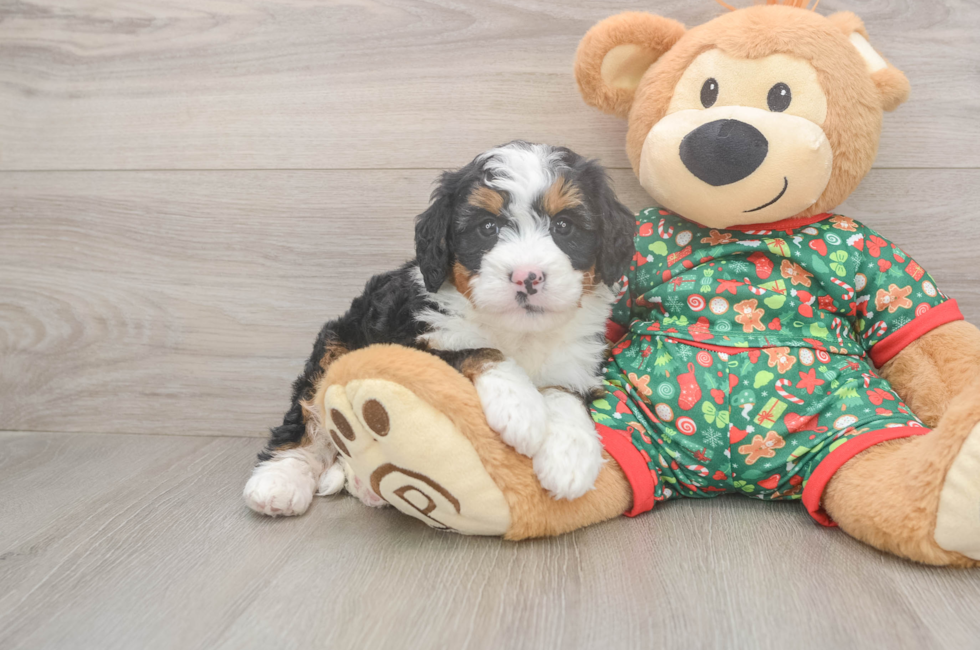 5 week old Mini Bernedoodle Puppy For Sale - Seaside Pups
