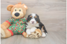 Energetic Mini Bernepoo Poodle Mix Puppy