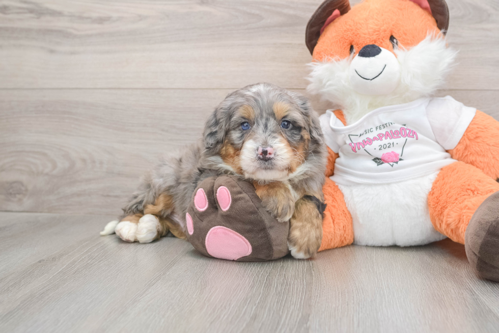 Mini Bernedoodle Puppy for Adoption