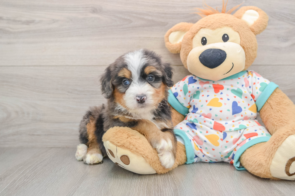 Mini Bernedoodle Puppy for Adoption