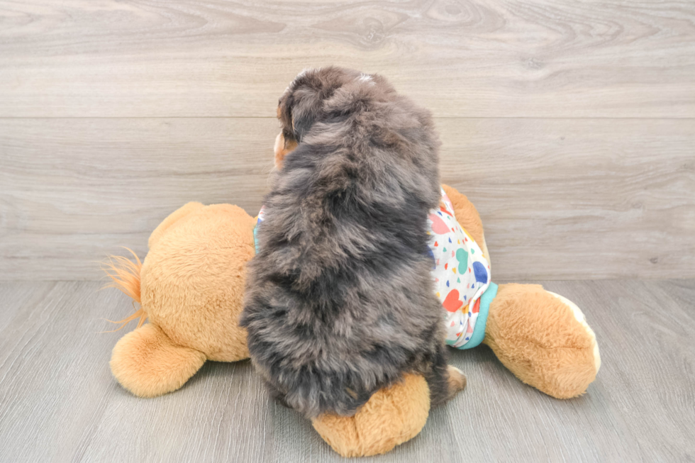 Mini Bernedoodle Pup Being Cute