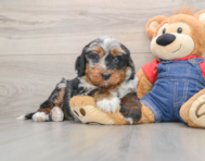 5 week old Mini Bernedoodle Puppy For Sale - Seaside Pups