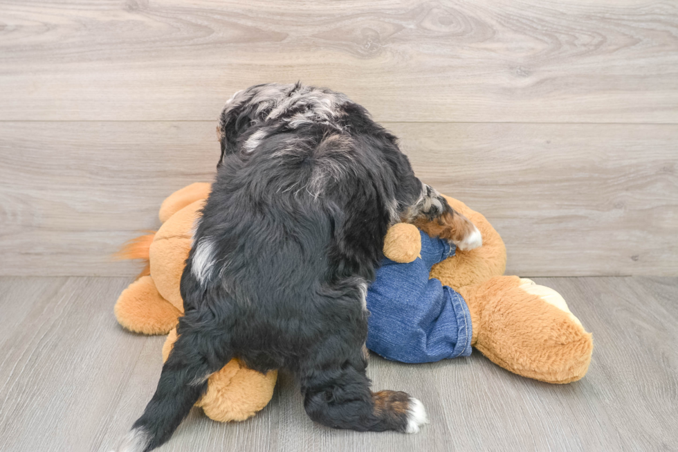 Mini Bernedoodle Pup Being Cute