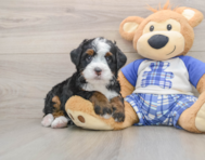 6 week old Mini Bernedoodle Puppy For Sale - Seaside Pups