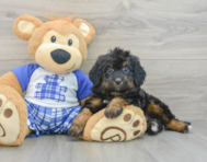 7 week old Mini Bernedoodle Puppy For Sale - Seaside Pups