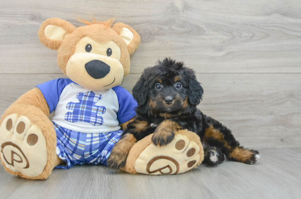 6 week old Mini Bernedoodle Puppy For Sale - Seaside Pups