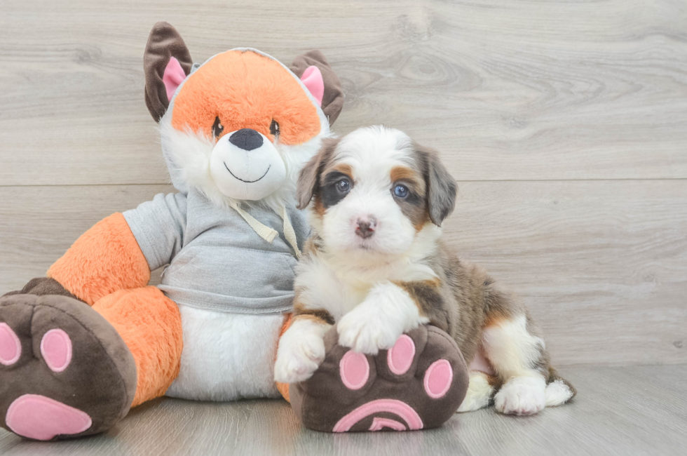 6 week old Mini Bernedoodle Puppy For Sale - Seaside Pups