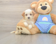 6 week old Mini Bernedoodle Puppy For Sale - Seaside Pups