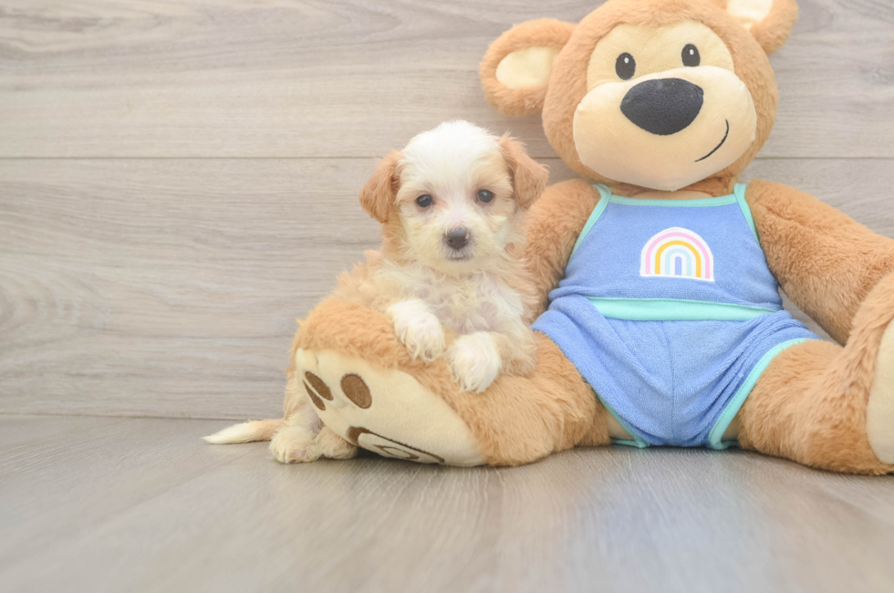 5 week old Mini Bernedoodle Puppy For Sale - Seaside Pups