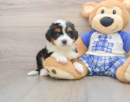 6 week old Mini Bernedoodle Puppy For Sale - Seaside Pups