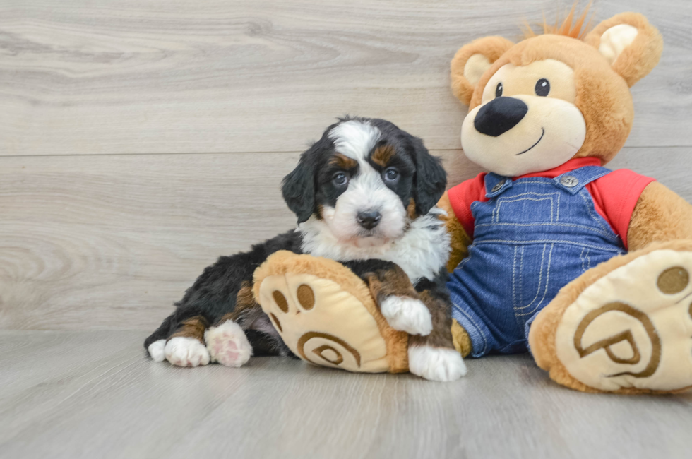 5 week old Mini Bernedoodle Puppy For Sale - Seaside Pups