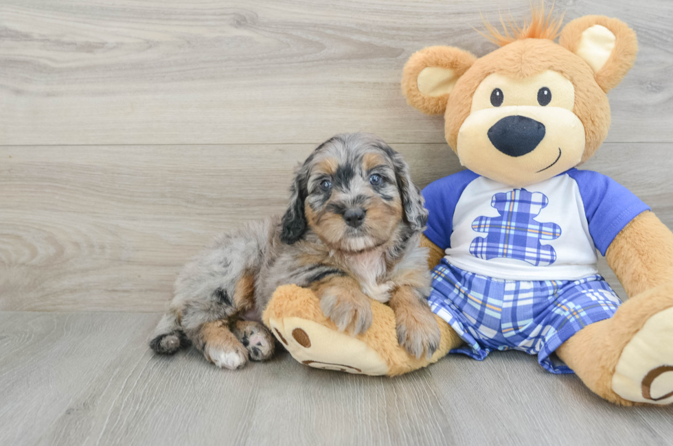 7 week old Mini Bernedoodle Puppy For Sale - Seaside Pups