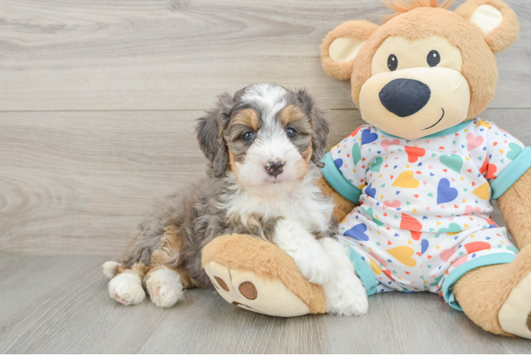 Smart Mini Bernedoodle Poodle Mix Pup