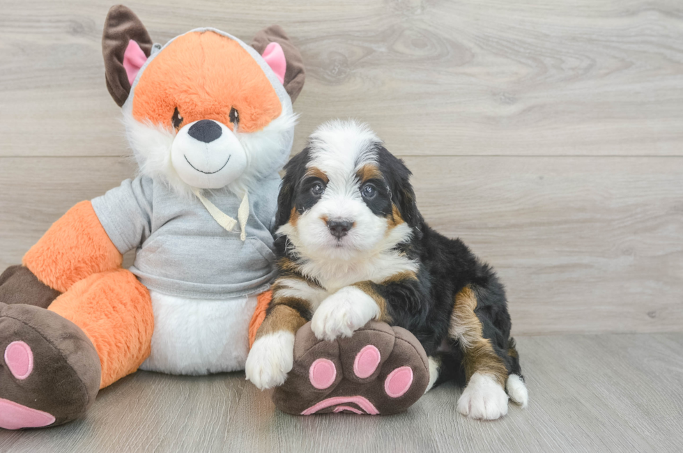 6 week old Mini Bernedoodle Puppy For Sale - Seaside Pups