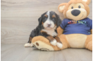 Cute Mini Bernedoodle Baby