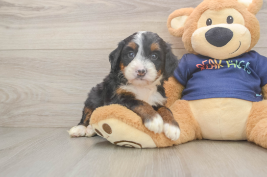 Cute Mini Bernedoodle Baby