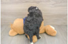 Best Mini Bernedoodle Baby