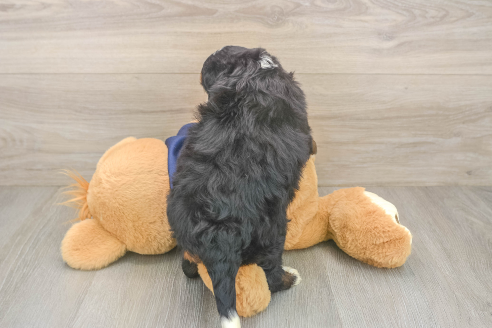 Best Mini Bernedoodle Baby