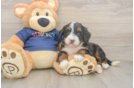 Happy Mini Bernedoodle Baby