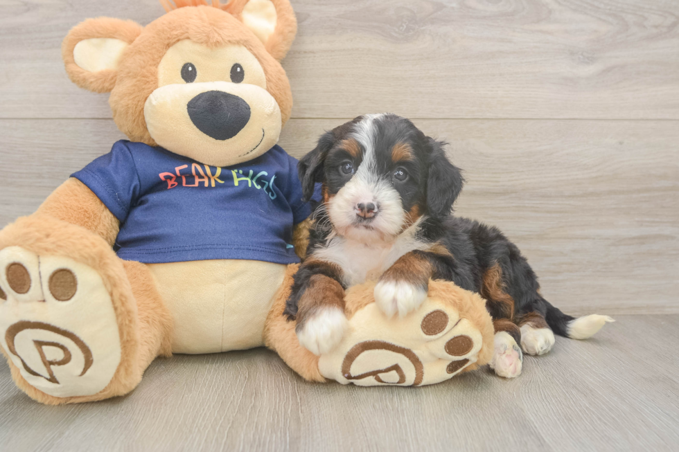 Happy Mini Bernedoodle Baby