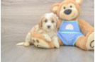 Small Mini Bernedoodle Baby