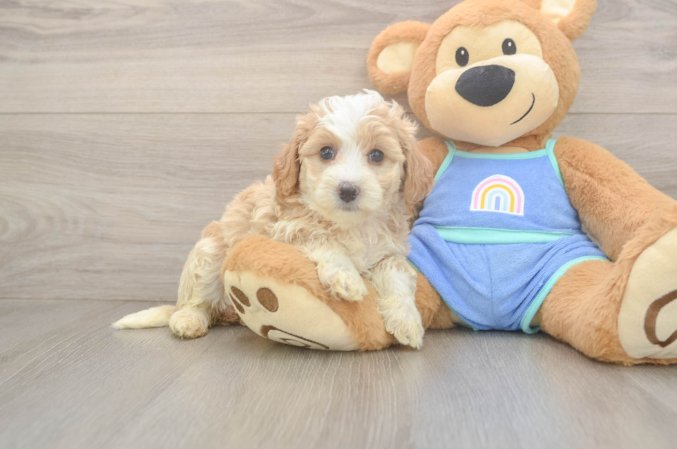 5 week old Mini Bernedoodle Puppy For Sale - Seaside Pups