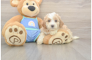 Mini Bernedoodle Pup Being Cute