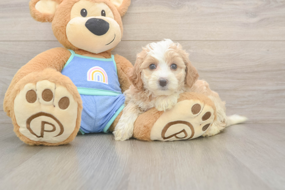 Mini Bernedoodle Pup Being Cute