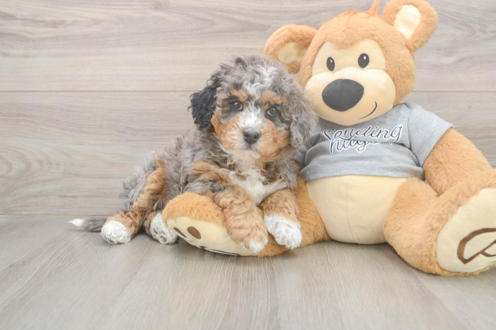 Mini Bernedoodle Pup Being Cute