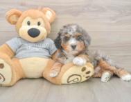 7 week old Mini Bernedoodle Puppy For Sale - Seaside Pups