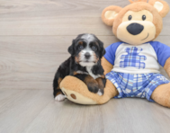 6 week old Mini Bernedoodle Puppy For Sale - Seaside Pups