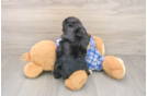 Funny Mini Bernedoodle Poodle Mix Pup