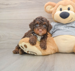 7 week old Mini Bernedoodle Puppy For Sale - Seaside Pups