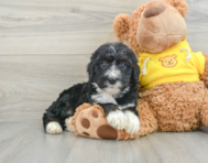 7 week old Mini Bernedoodle Puppy For Sale - Seaside Pups