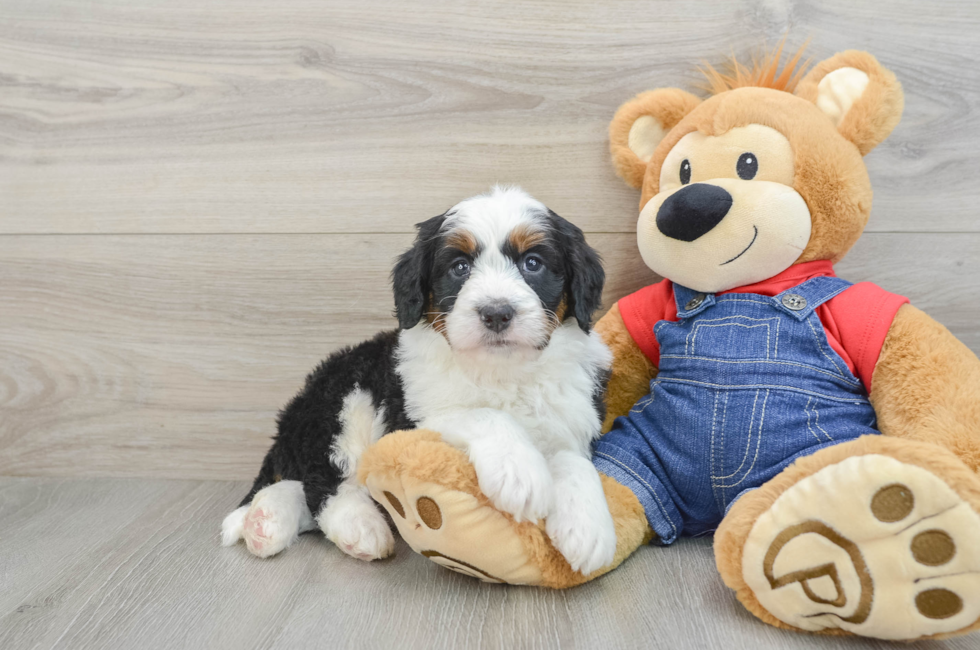 5 week old Mini Bernedoodle Puppy For Sale - Seaside Pups