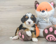 6 week old Mini Bernedoodle Puppy For Sale - Seaside Pups