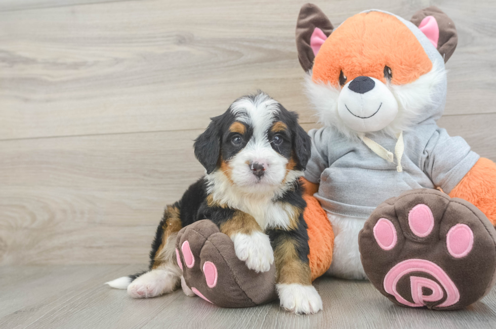 6 week old Mini Bernedoodle Puppy For Sale - Seaside Pups