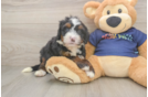 Best Mini Bernedoodle Baby