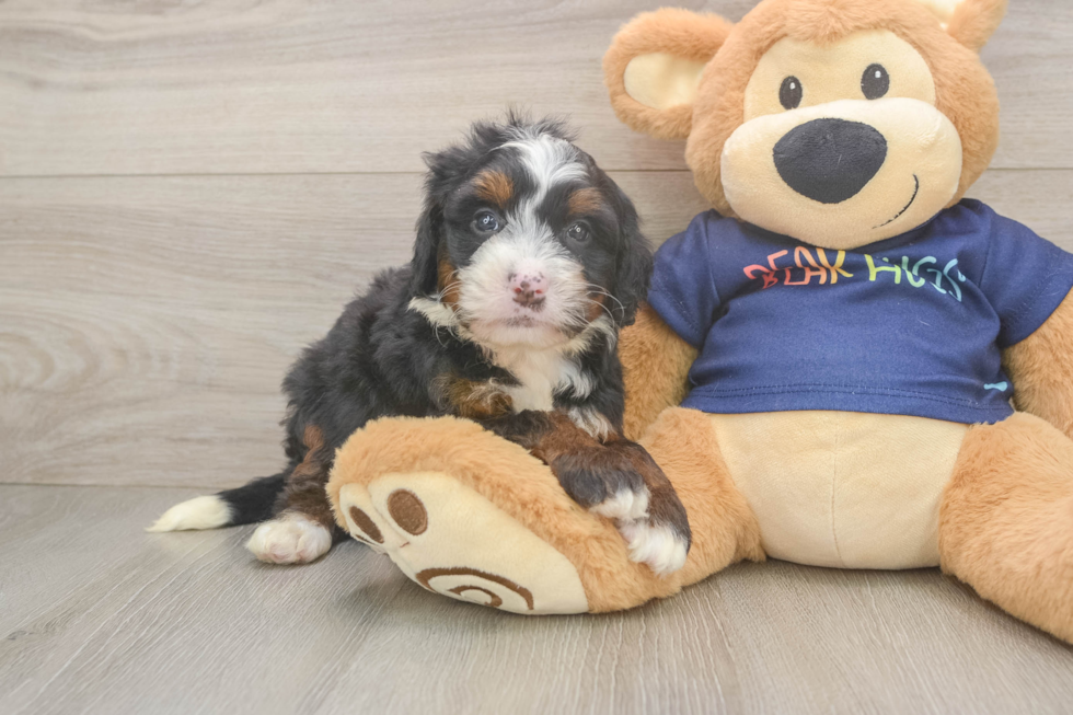 Best Mini Bernedoodle Baby