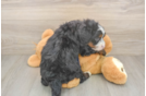 Best Mini Bernedoodle Baby