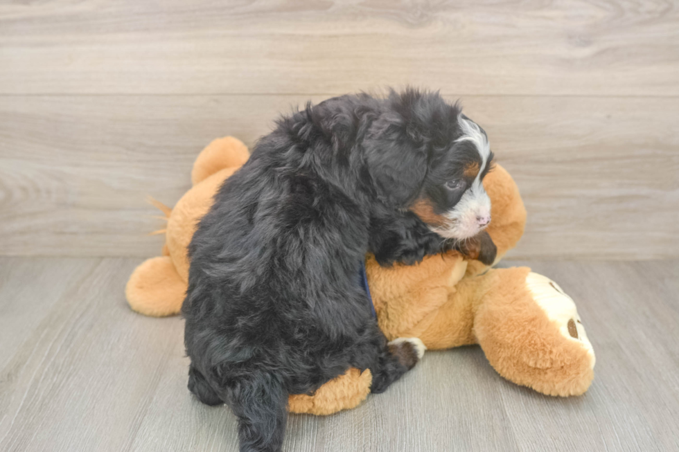 Best Mini Bernedoodle Baby