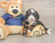 6 week old Mini Bernedoodle Puppy For Sale - Seaside Pups